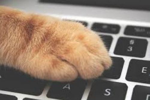 Як відвадити котів та кішок від комп'ютерів та ноутбуків